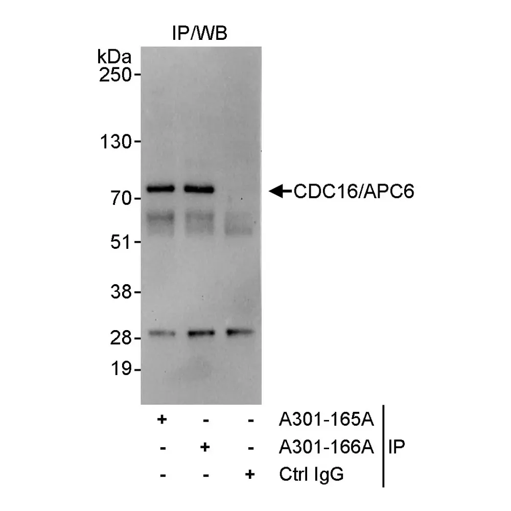 Rabbit anti-CDC16/APC6 Antibody, Affinity Purified