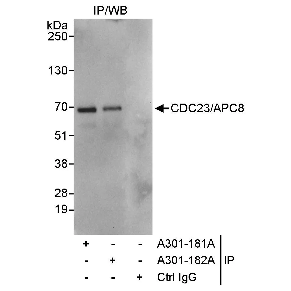 Rabbit anti-CDC23/APC8 Antibody, Affinity Purified