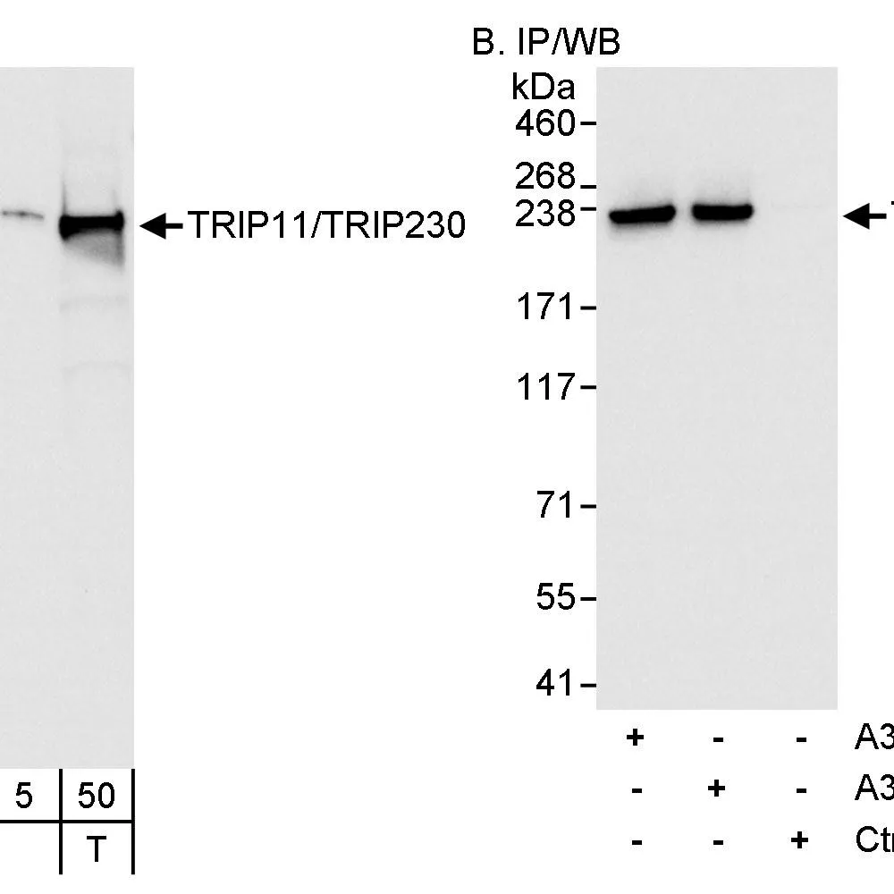 Rabbit anti-TRIP11/TRIP230 Antibody, Affinity Purified