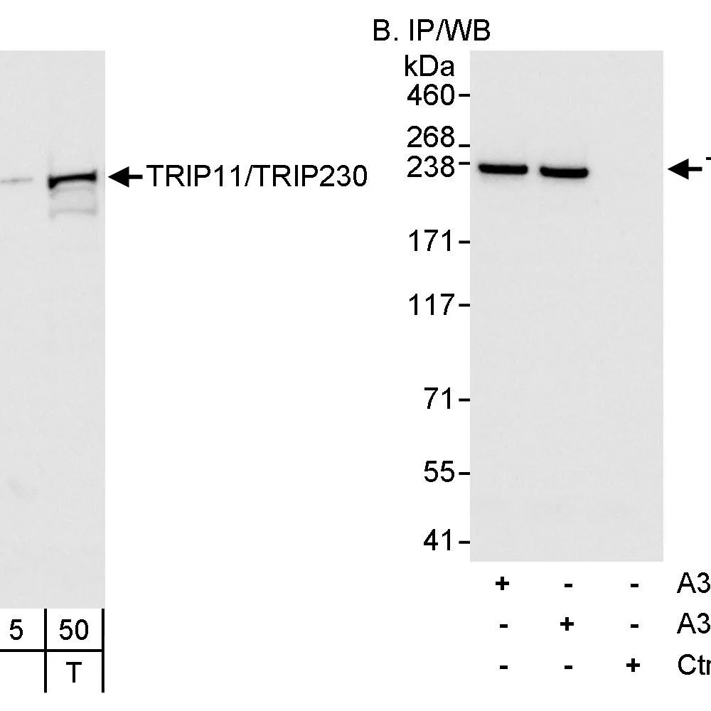 Rabbit anti-TRIP11/TRIP230 Antibody, Affinity Purified