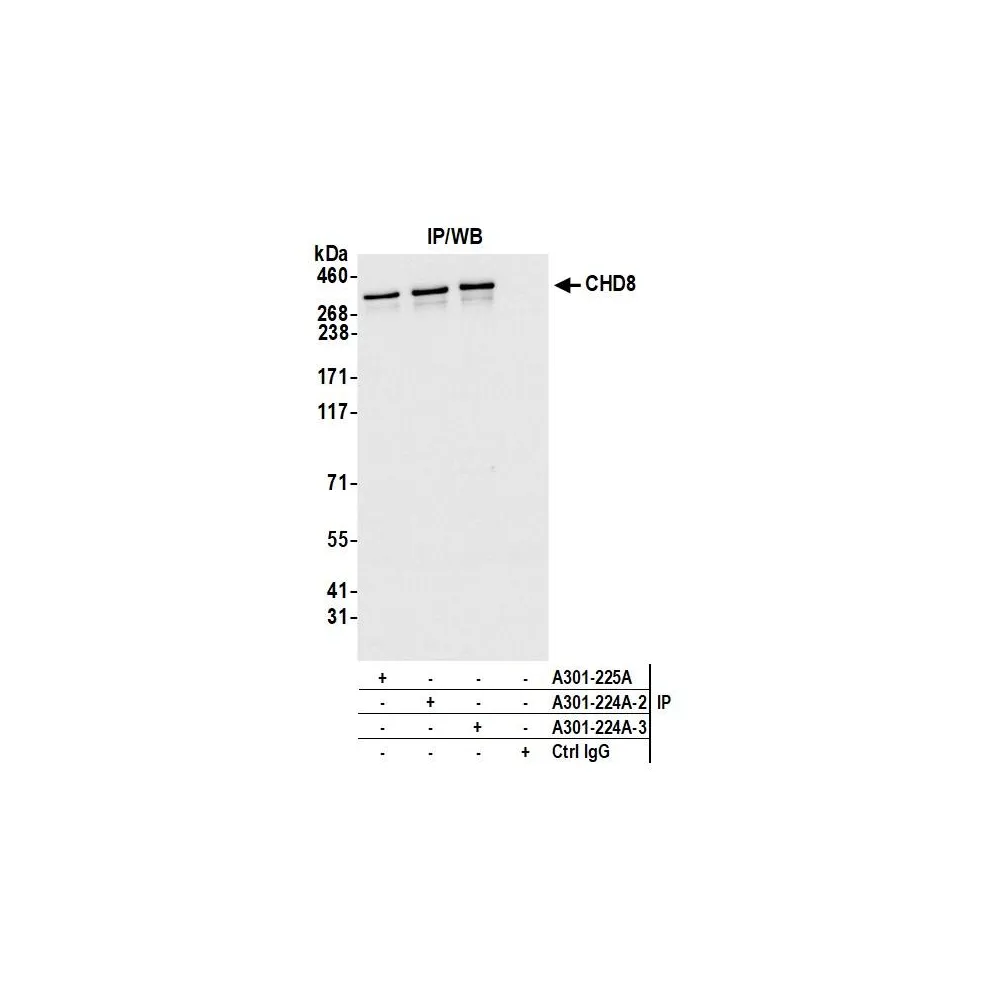 Rabbit anti-CHD8 Antibody, Affinity Purified