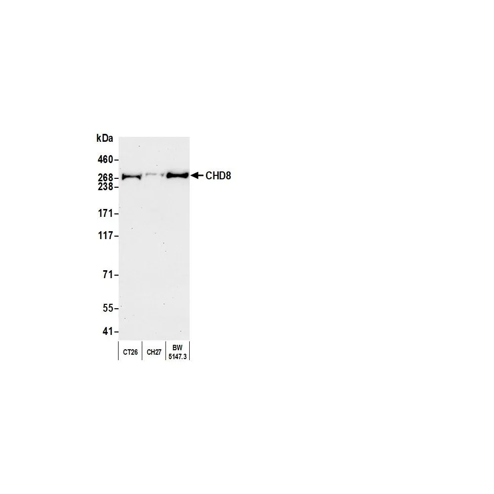 Rabbit anti-CHD8 Antibody, Affinity Purified