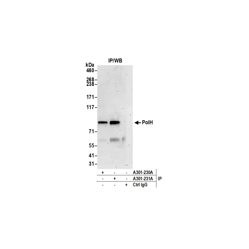 Rabbit anti-PolH Antibody, Affinity Purified