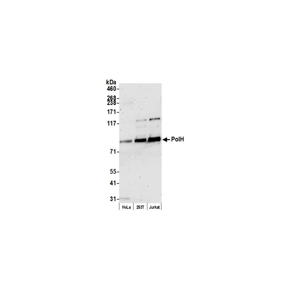 Rabbit anti-PolH Antibody, Affinity Purified