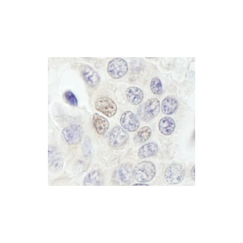 Rabbit anti-RBM27 Antibody, Affinity Purified
