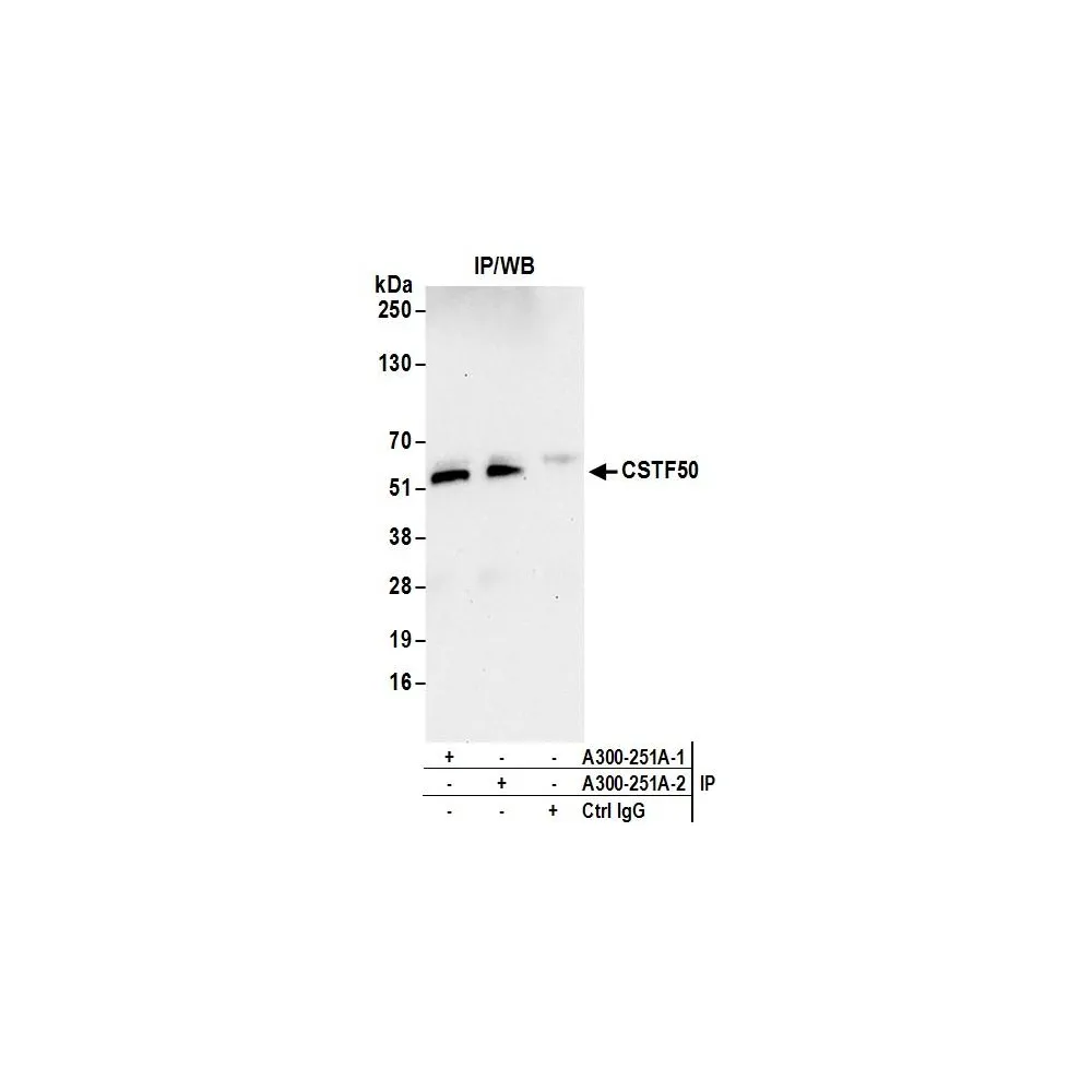 Rabbit anti-CSTF50 Antibody, Affinity Purified