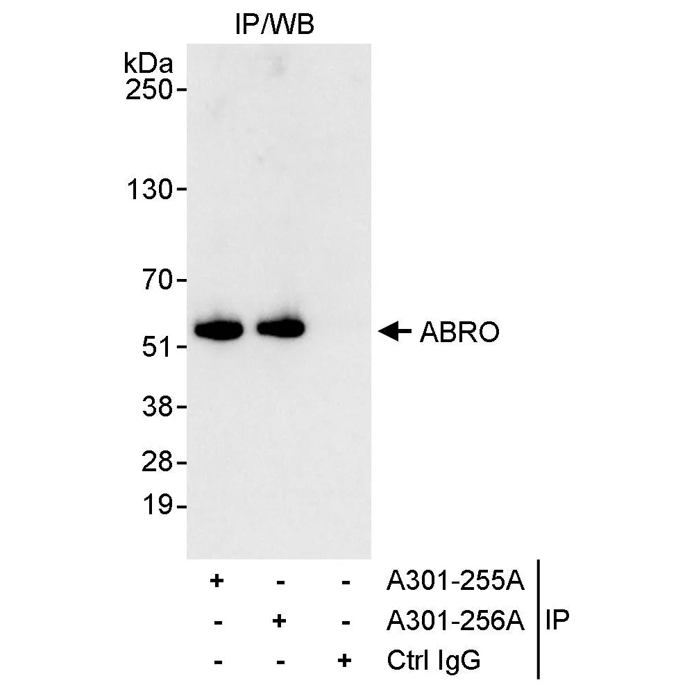 Rabbit anti-ABRO Antibody, Affinity Purified