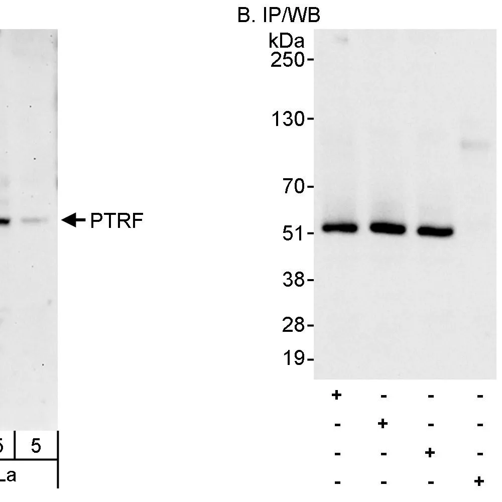 Rabbit anti-PTRF Antibody, Affinity Purified