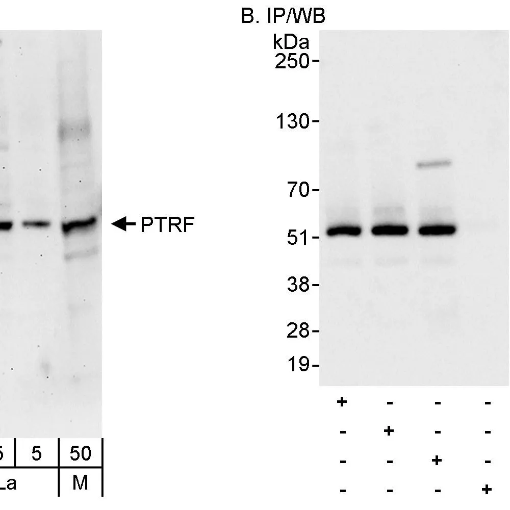 Rabbit anti-PTRF Antibody, Affinity Purified
