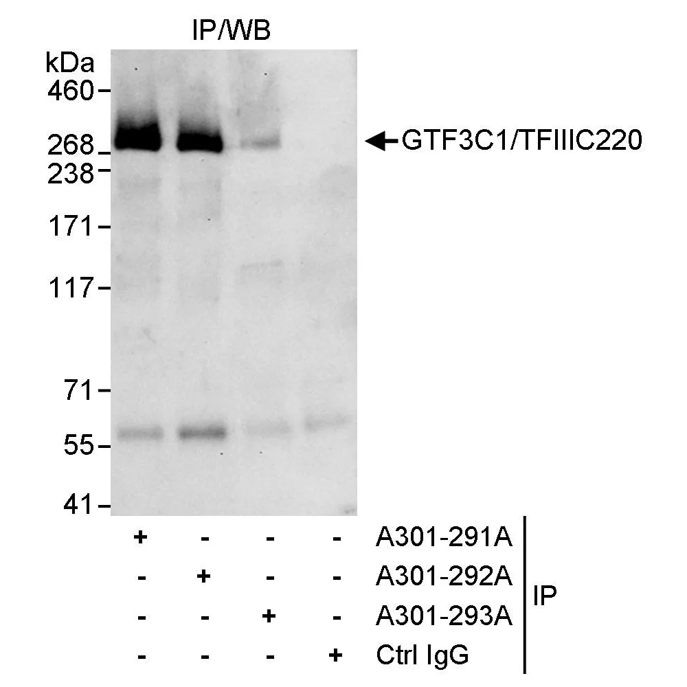 Rabbit anti-GTF3C1/TFIIIC220 Antibody, Affinity Purified