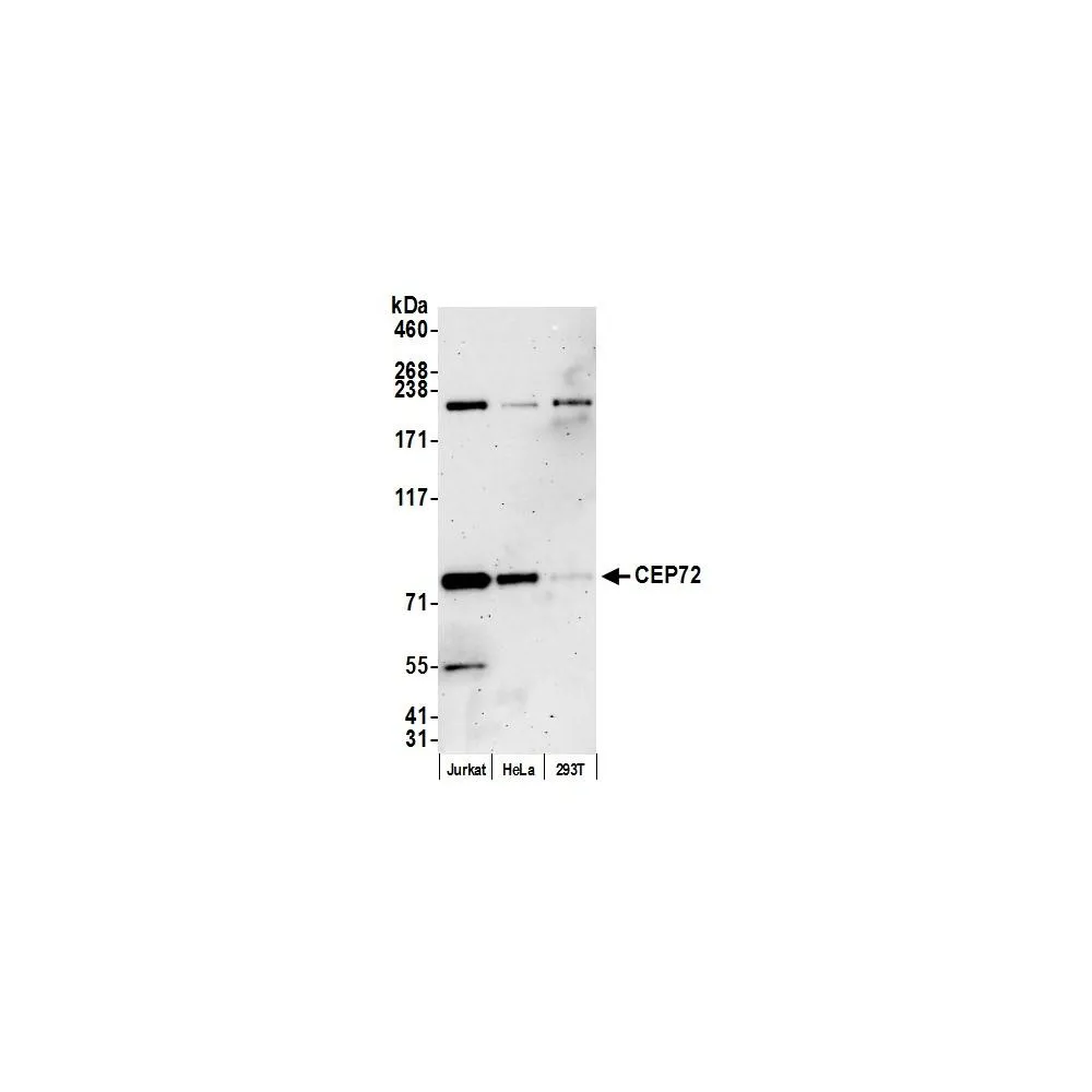 Rabbit anti-CEP72 Antibody, Affinity Purified