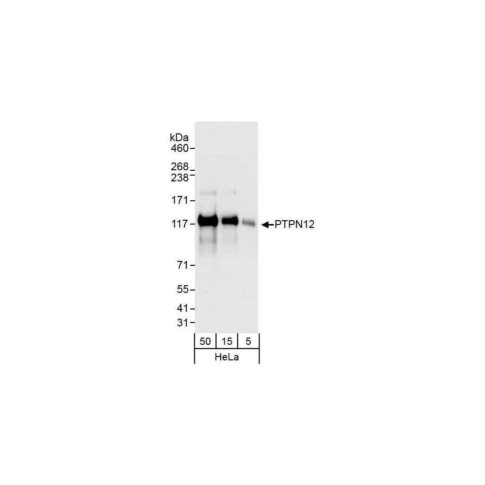 Rabbit anti-PTPN12 Antibody, Affinity Purified