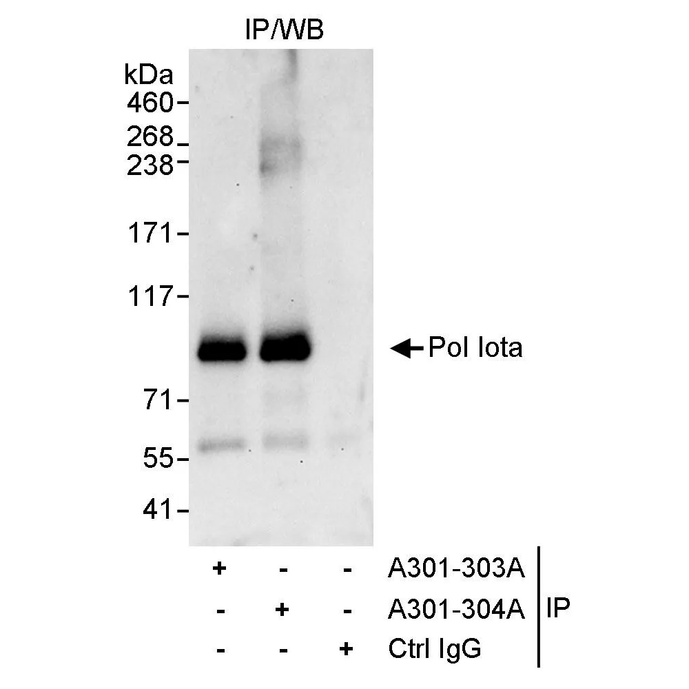 Rabbit anti-Pol Iota Antibody, Affinity Purified