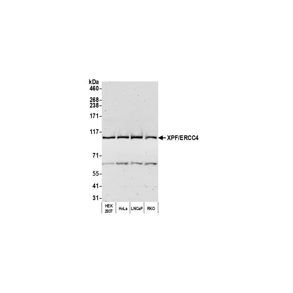 Rabbit anti-XPF/ERCC4 Antibody, Affinity Purified
