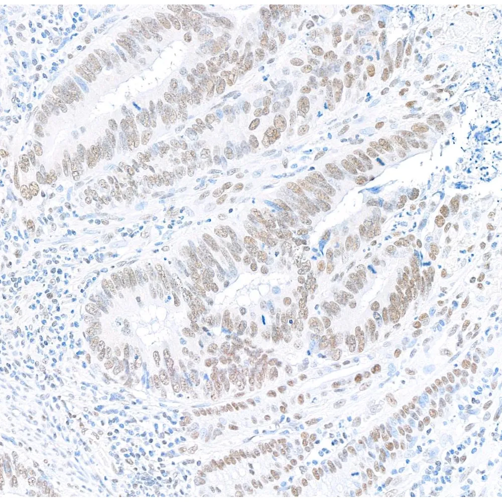 Rabbit anti-PSF/SFPQ Antibody, Affinity Purified