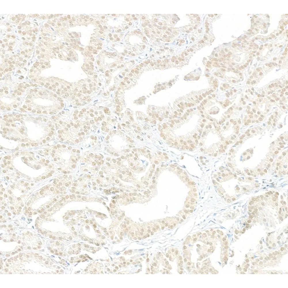 Rabbit anti-MYBBP1A Antibody, Affinity Purified