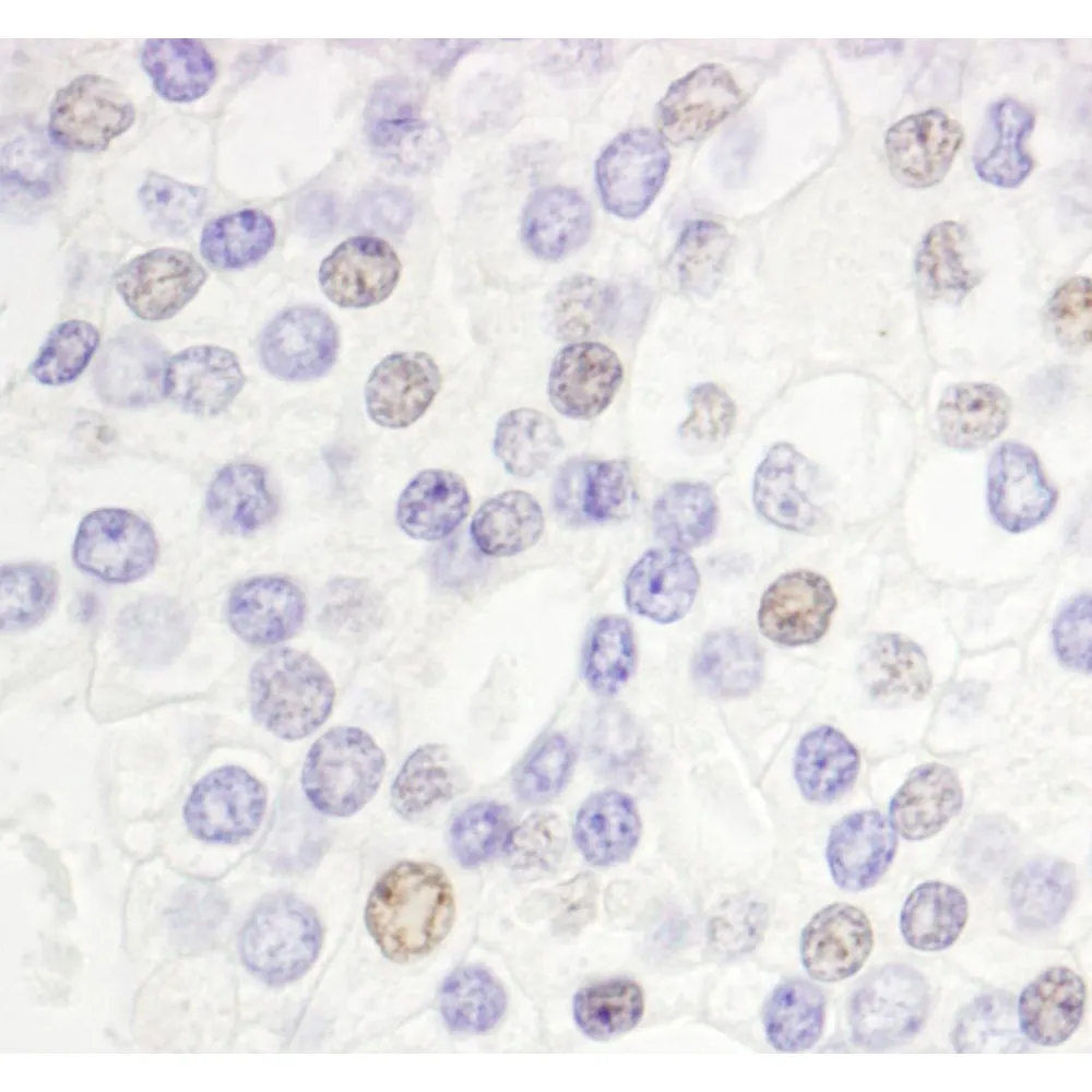 Rabbit anti-DEK Antibody, Affinity Purified