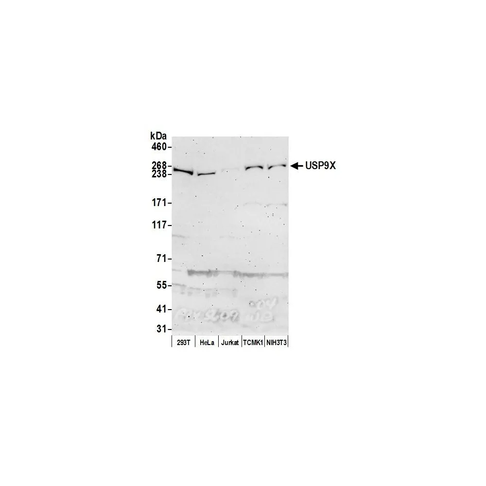 Rabbit anti-USP9X Antibody, Affinity Purified