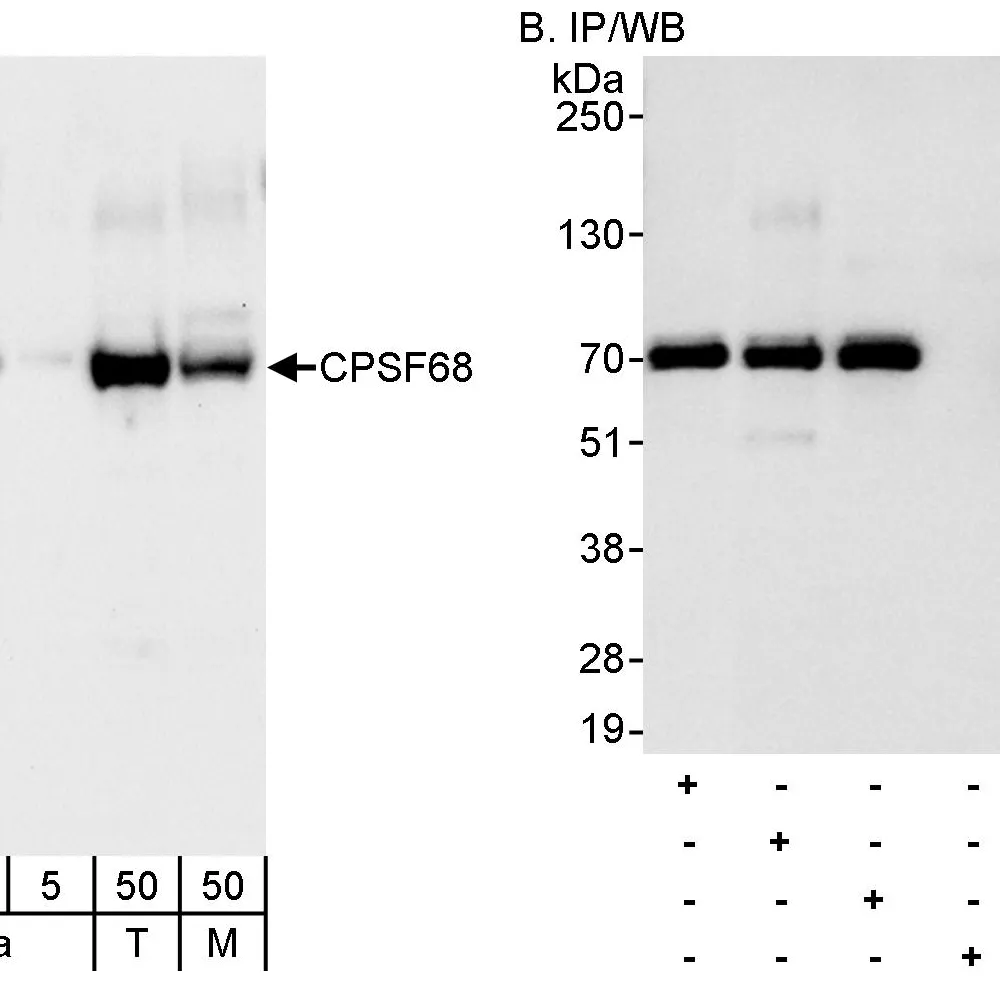 Rabbit anti-CPSF68 Antibody, Affinity Purified