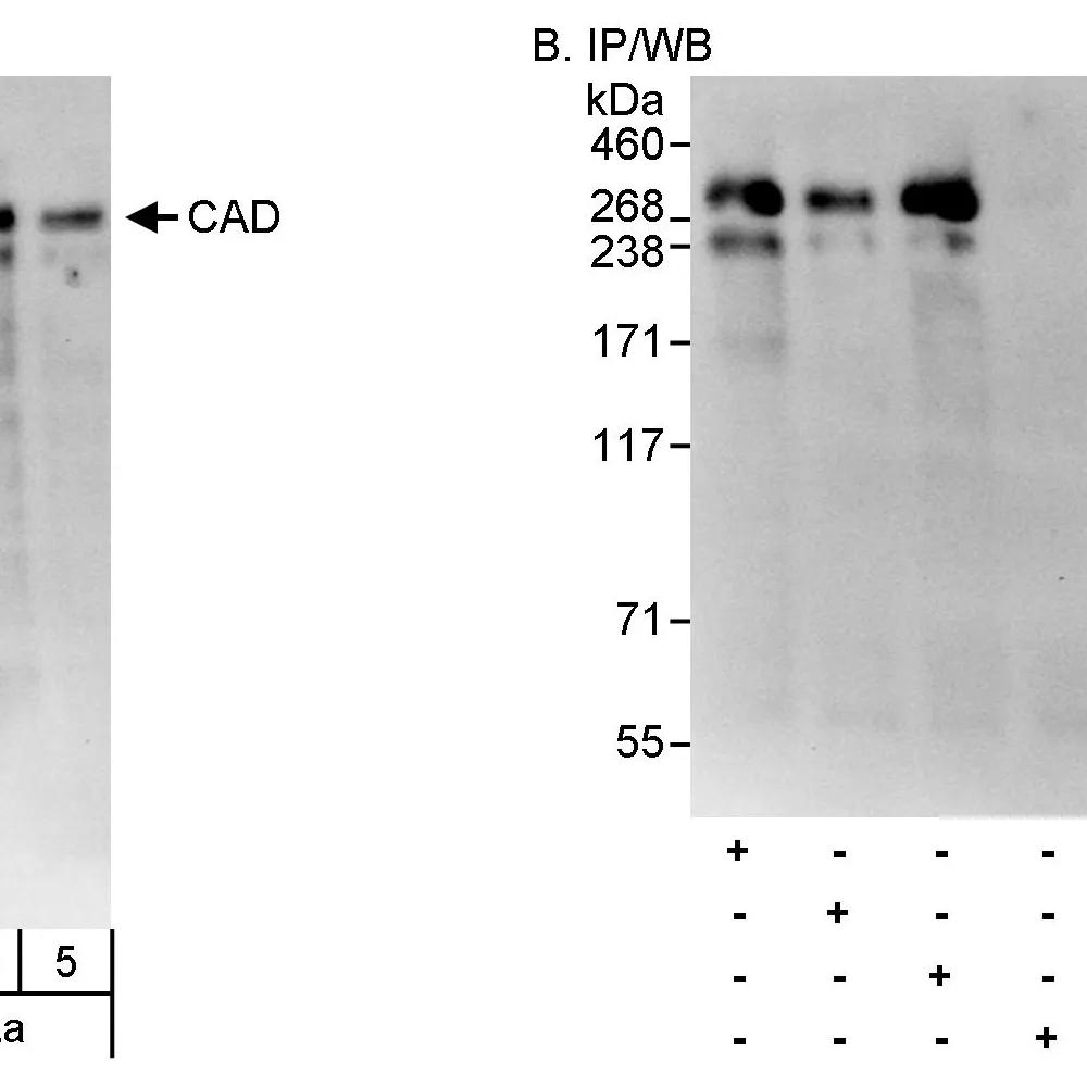 Rabbit anti-CAD Antibody, Affinity Purified