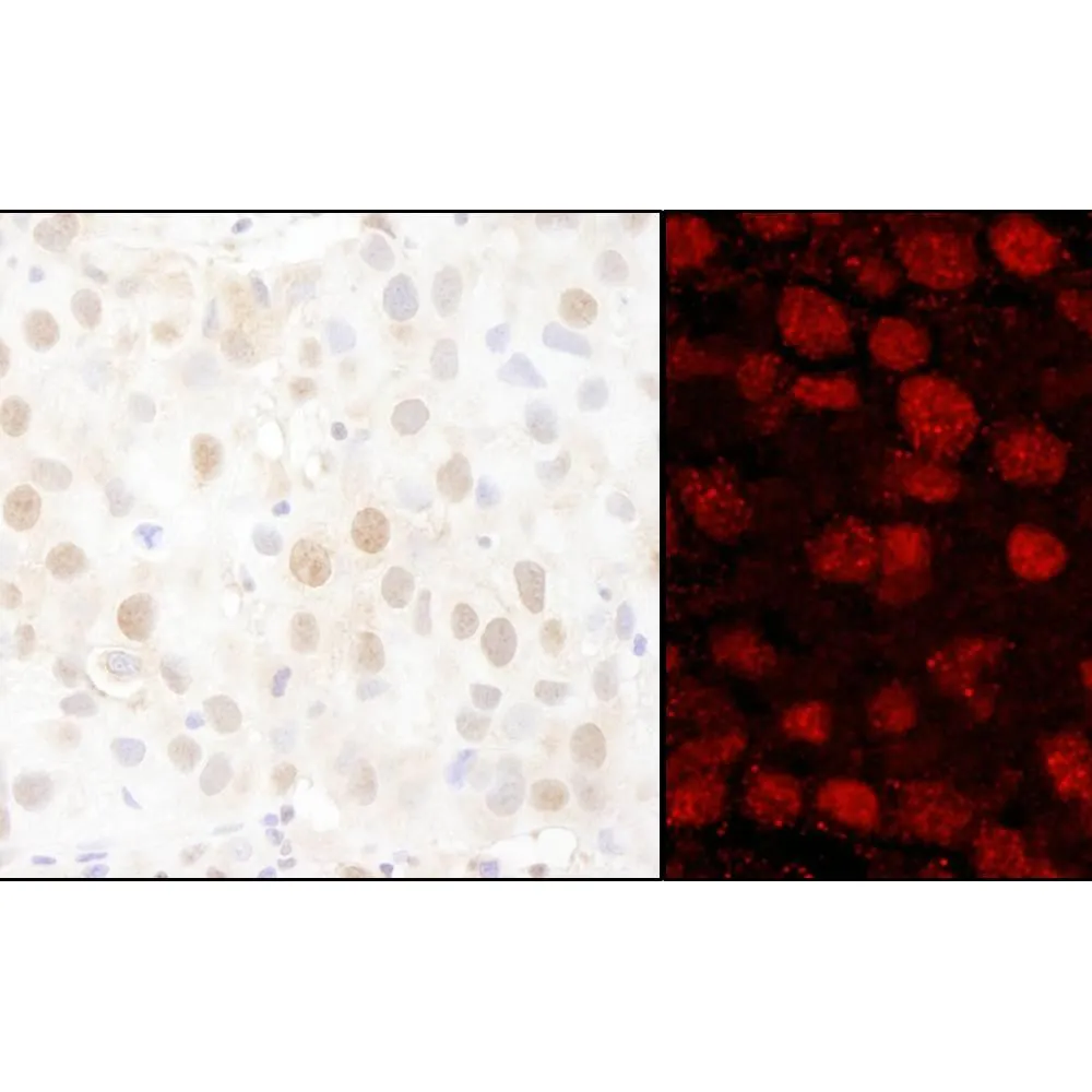 Rabbit anti-PARP1 Antibody, Affinity Purified