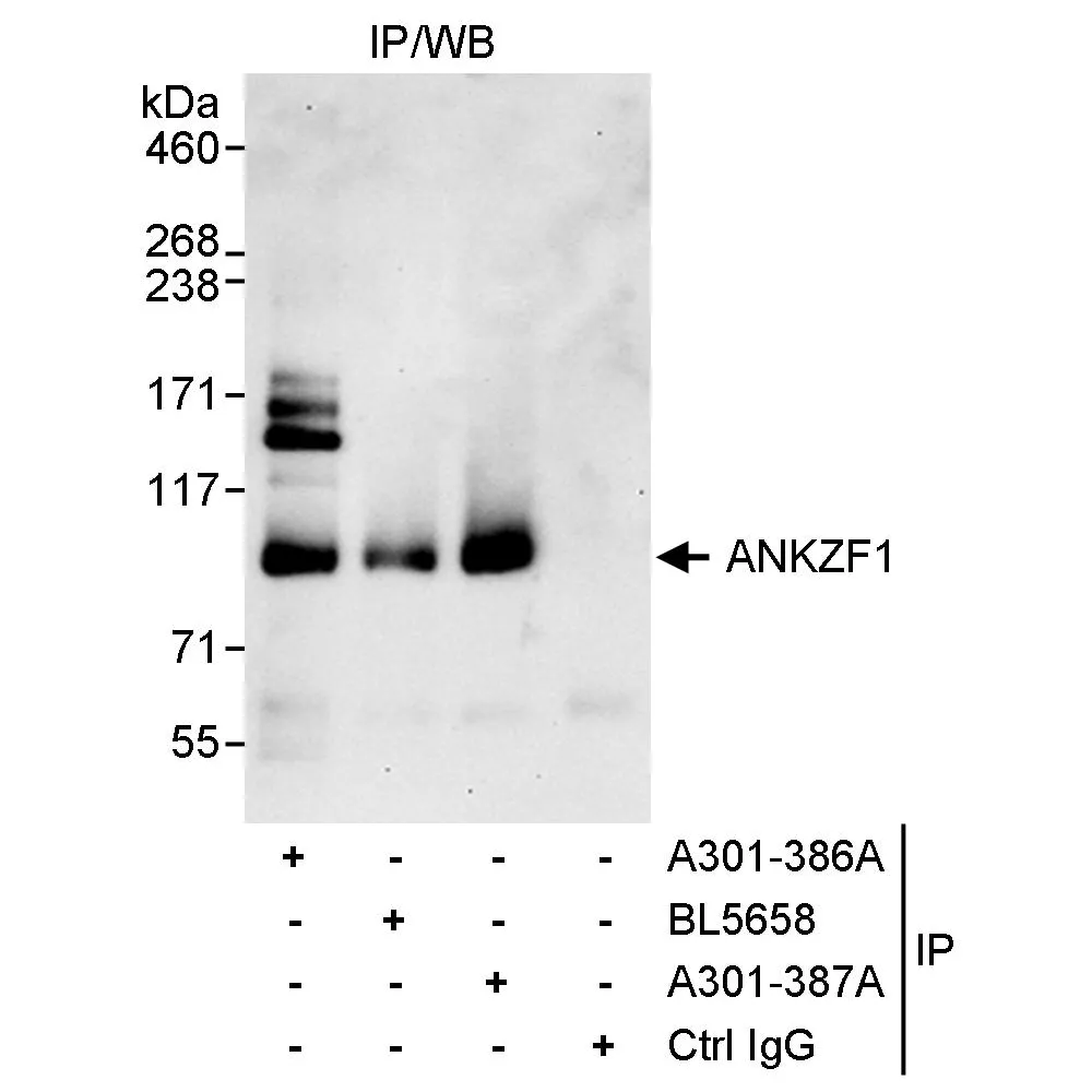 Rabbit anti-ANKZF1 Antibody, Affinity Purified