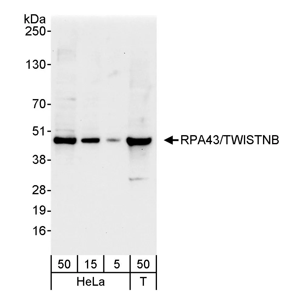 Rabbit anti-RPA43/TWISTNB Antibody, Affinity Purified
