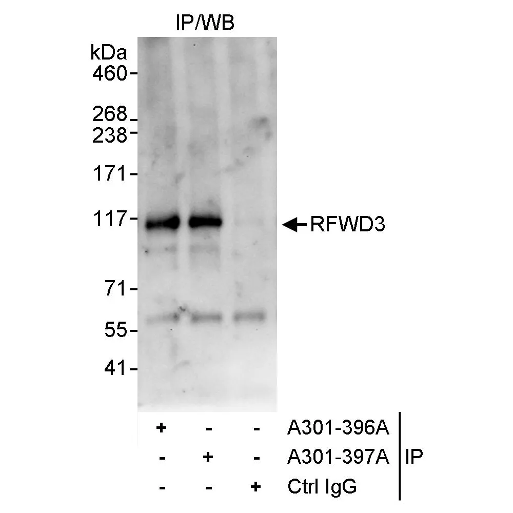 Rabbit anti-RFWD3 Antibody, Affinity Purified