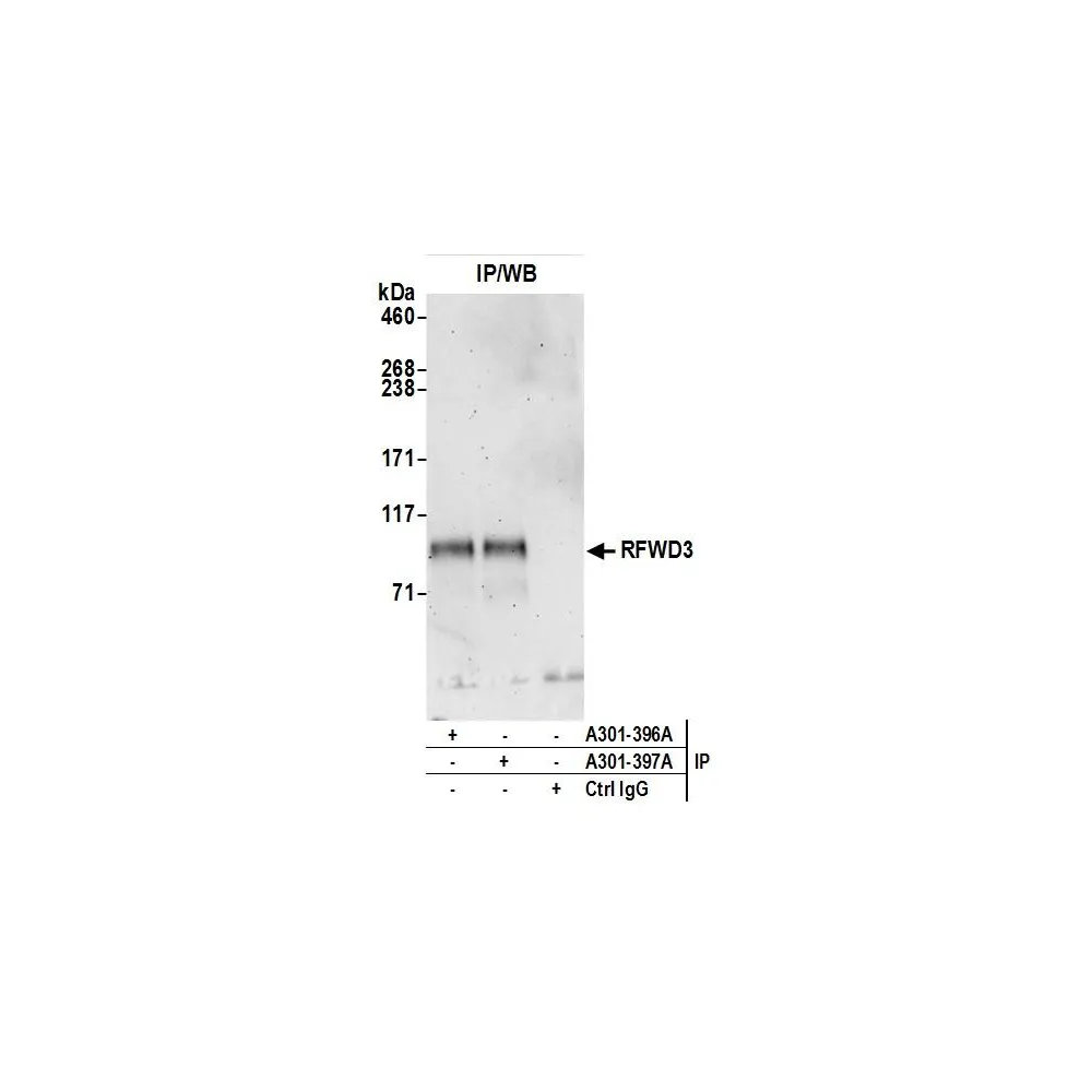 Rabbit anti-RFWD3 Antibody, Affinity Purified