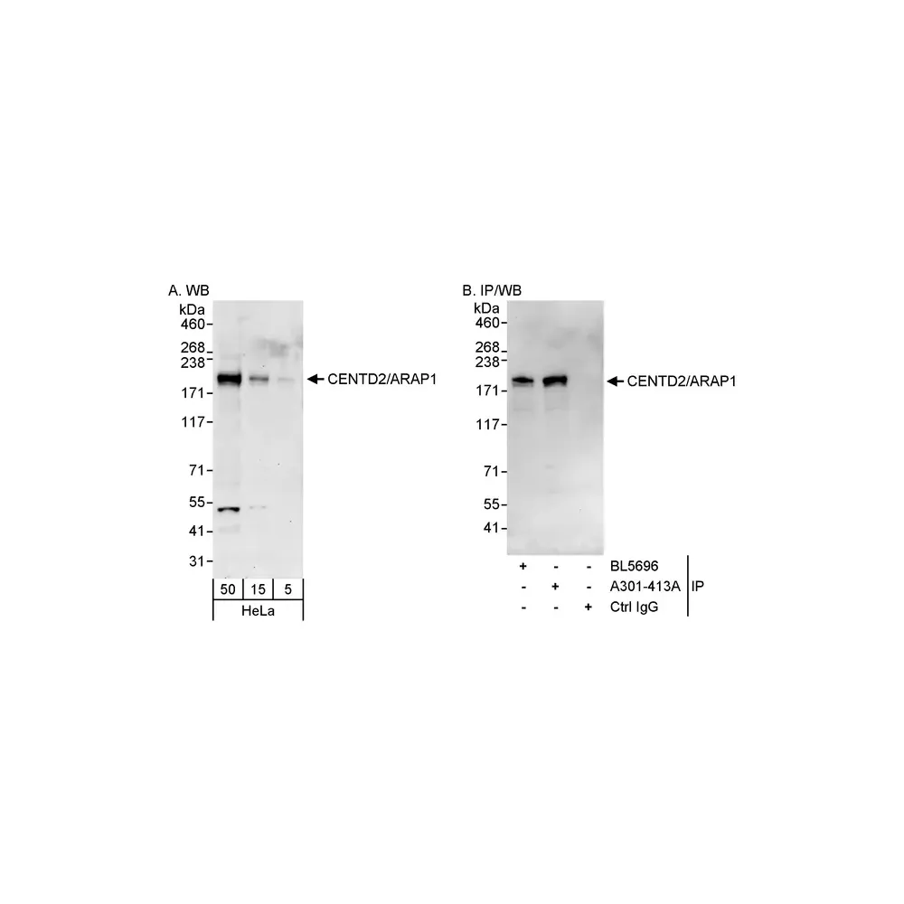 Rabbit anti-CENTD2/ARAP1 Antibody, Affinity Purified