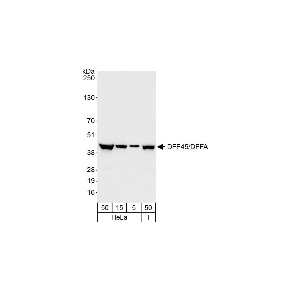 Rabbit anti-DFF45/DFFA Antibody, Affinity Purified