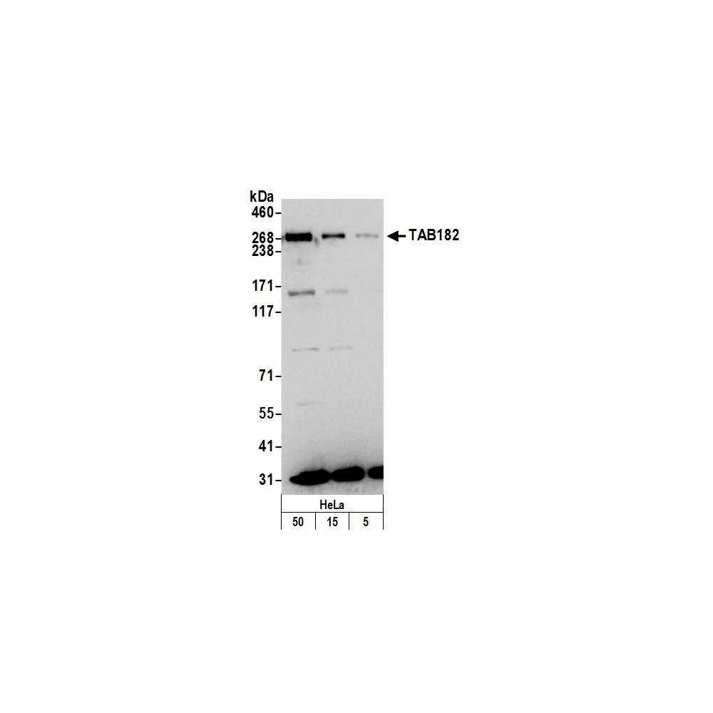 Rabbit anti-TAB182 Antibody, Affinity Purified