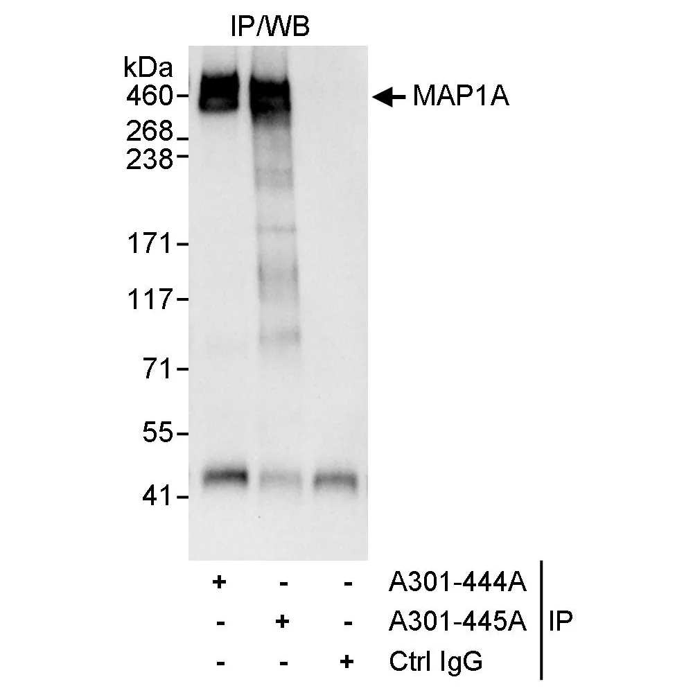 Rabbit anti-MAP1A Antibody, Affinity Purified