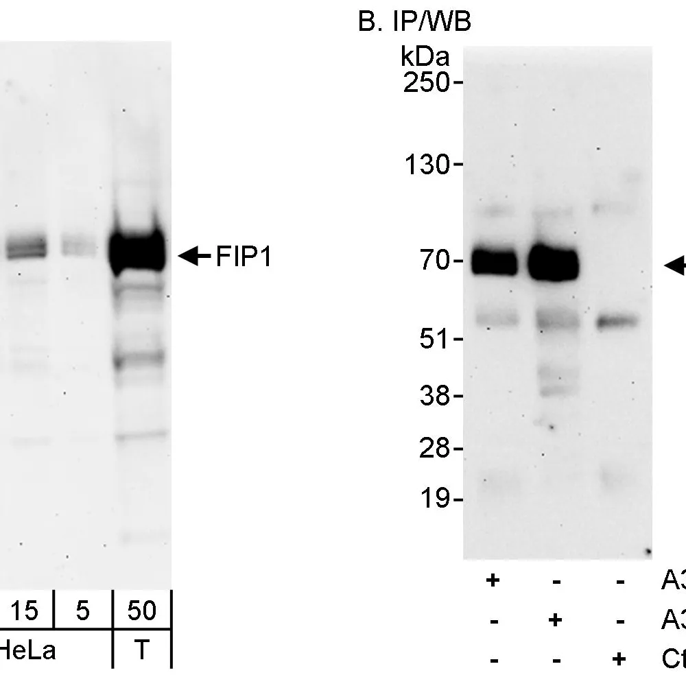 Rabbit anti-FIP1 Antibody, Affinity Purified