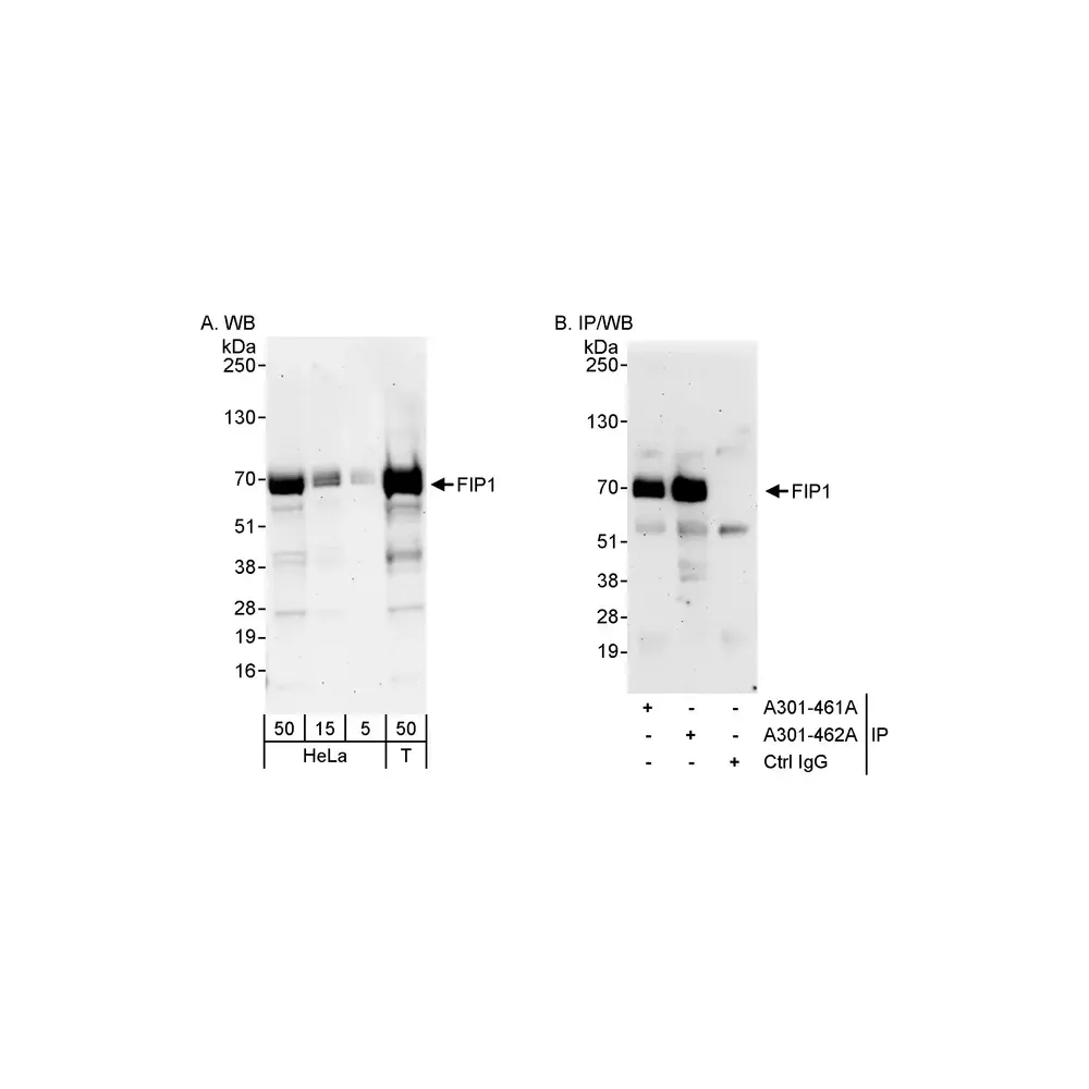 Rabbit anti-FIP1 Antibody, Affinity Purified