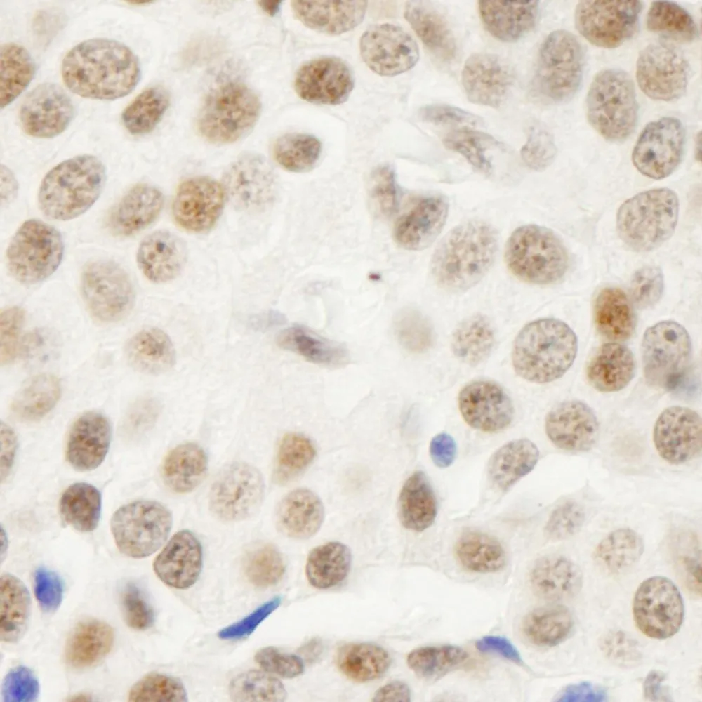 Rabbit anti-Symplekin Antibody, Affinity Purified