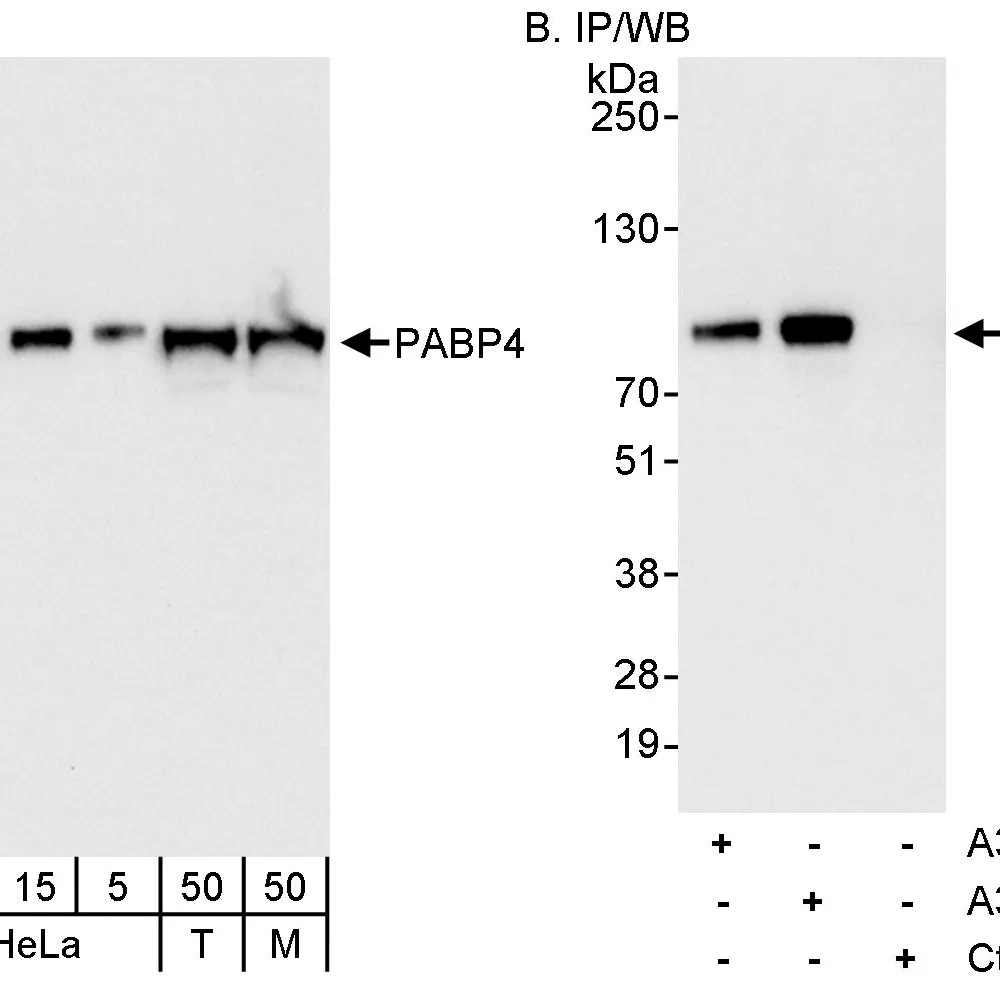 Rabbit anti-PABP4 Antibody, Affinity Purified