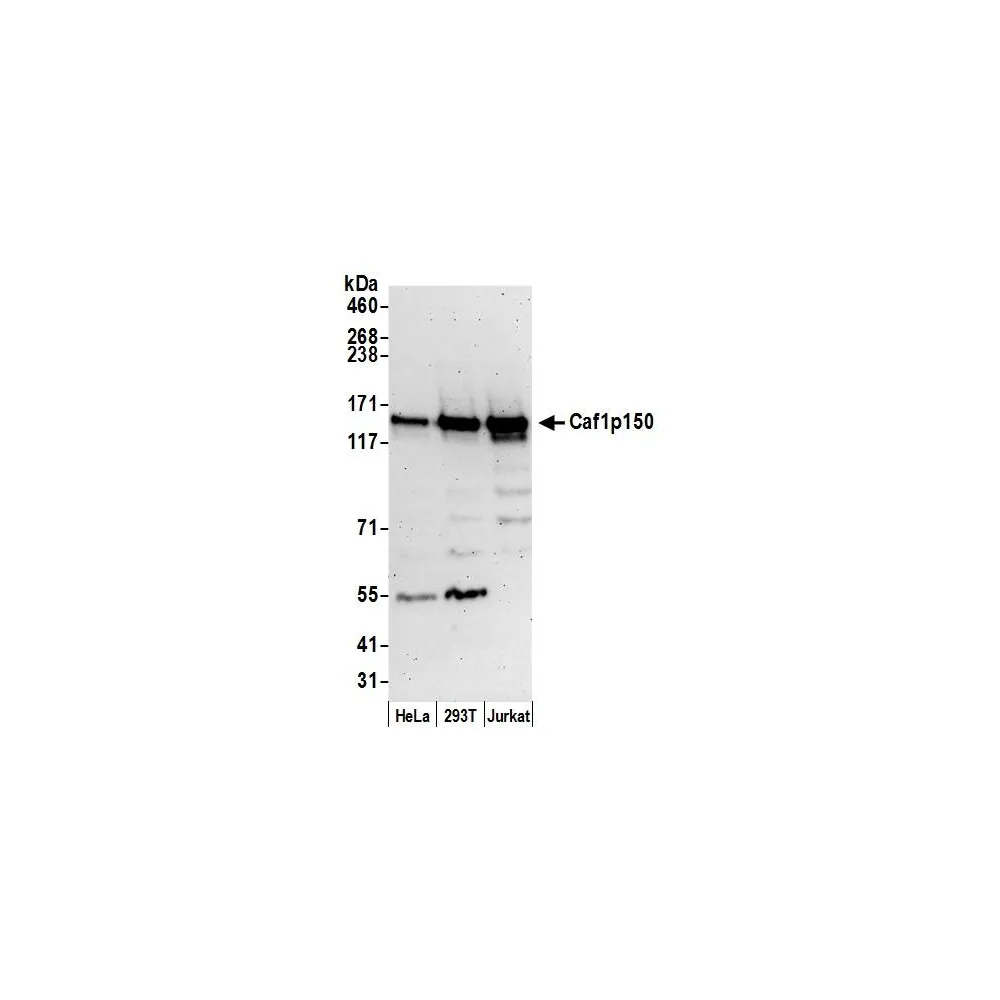 Rabbit anti-Caf1p150 Antibody, Affinity Purified