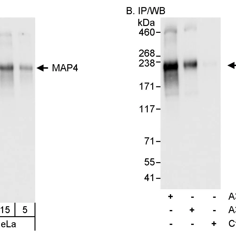 Rabbit anti-MAP4 Antibody, Affinity Purified
