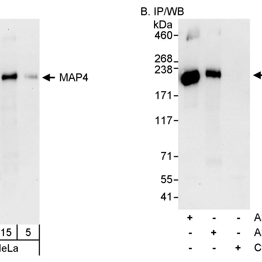 Rabbit anti-MAP4 Antibody, Affinity Purified