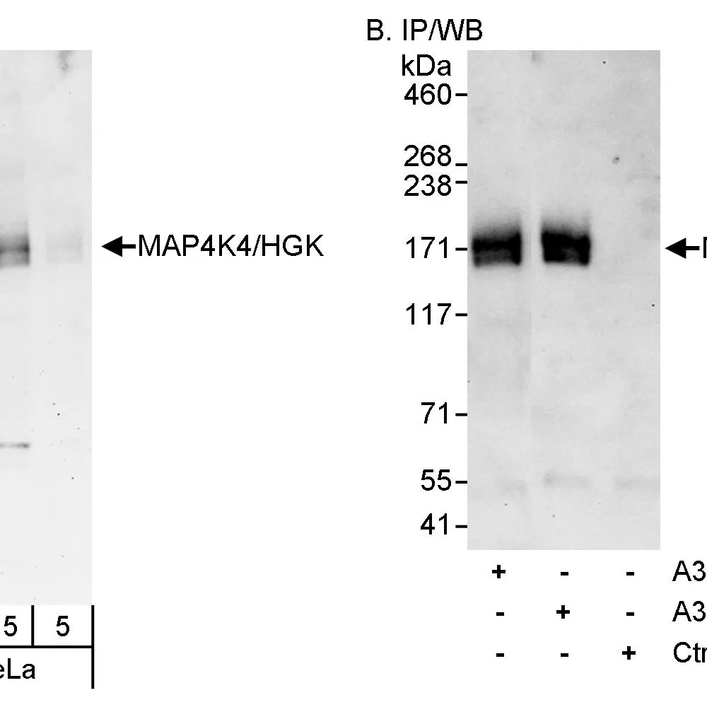 Rabbit anti-MAP4K4/HGK Antibody, Affinity Purified