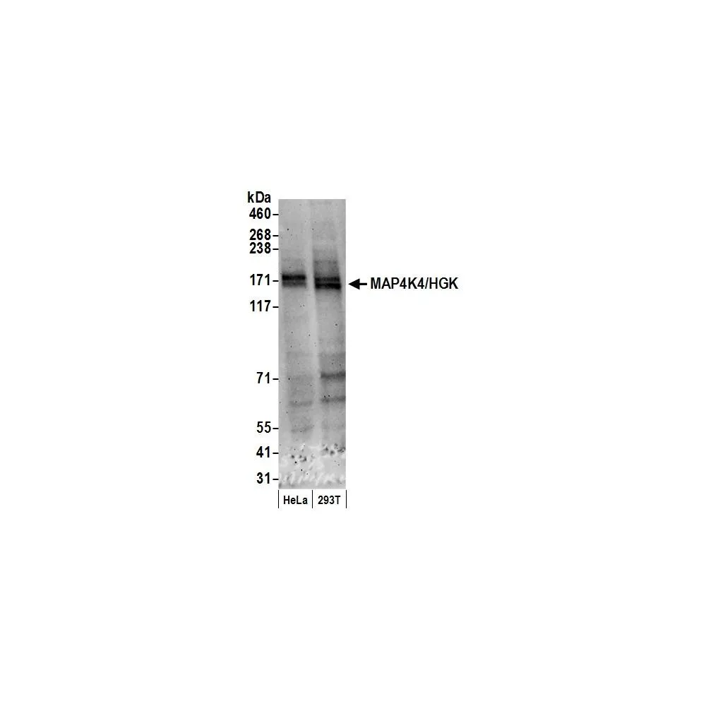 Rabbit anti-MAP4K4/HGK Antibody, Affinity Purified