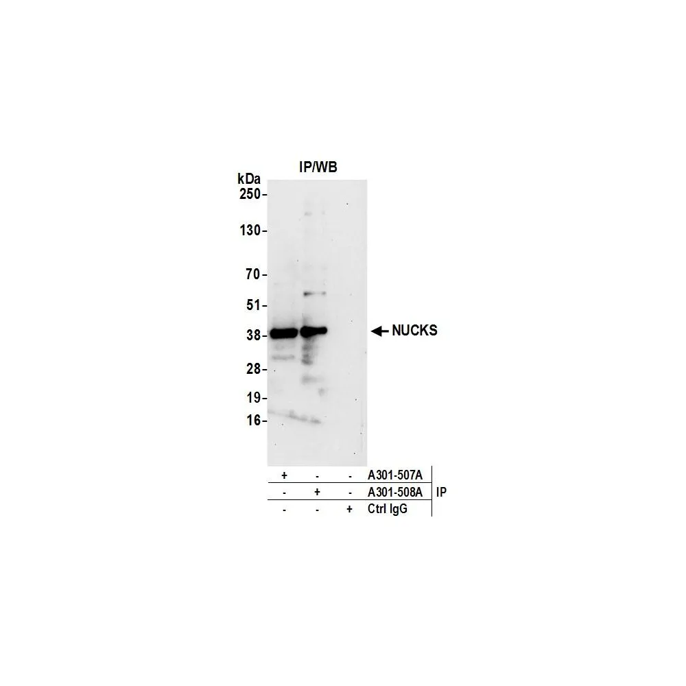 Rabbit anti-NUCKS Antibody, Affinity Purified
