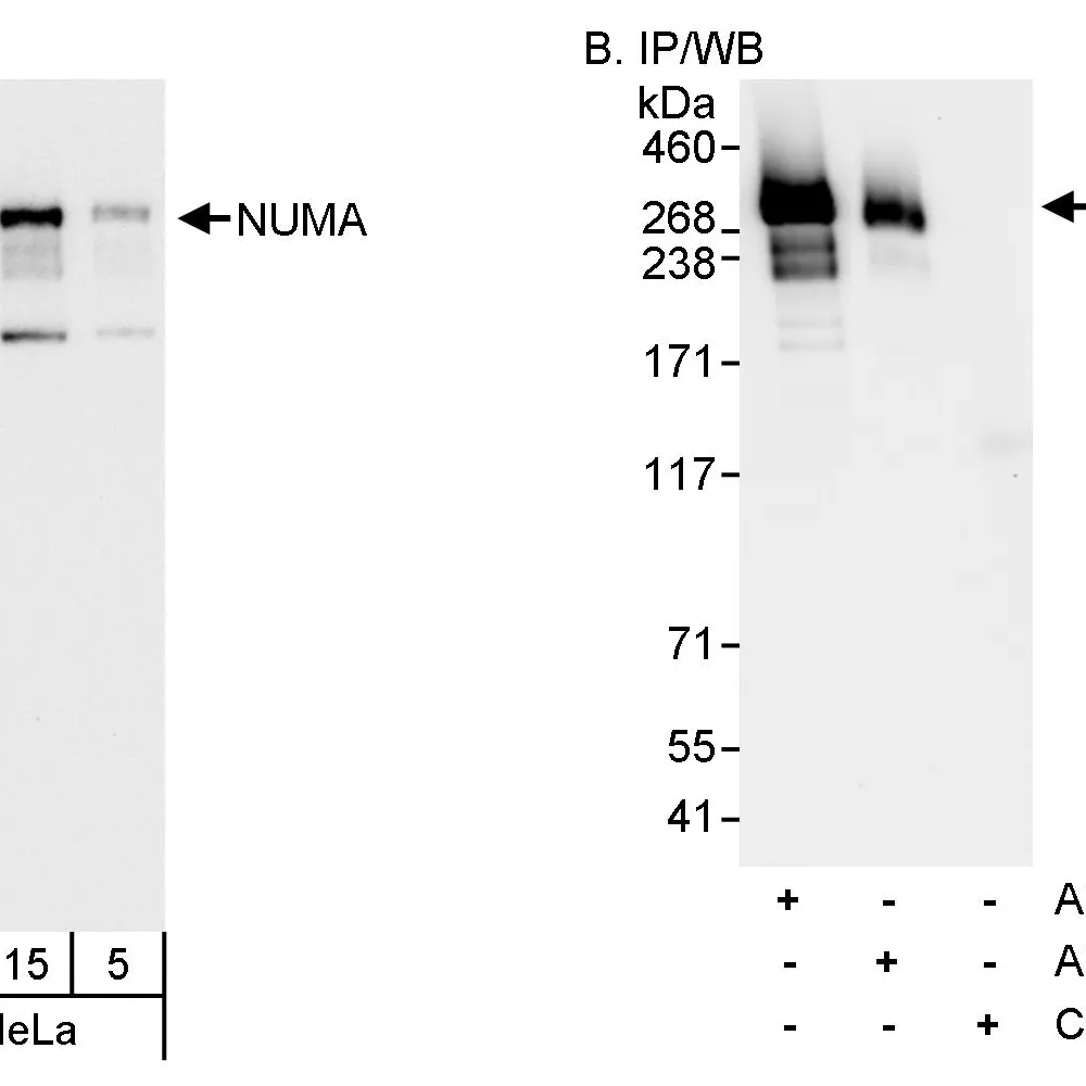 Rabbit anti-NUMA Antibody, Affinity Purified