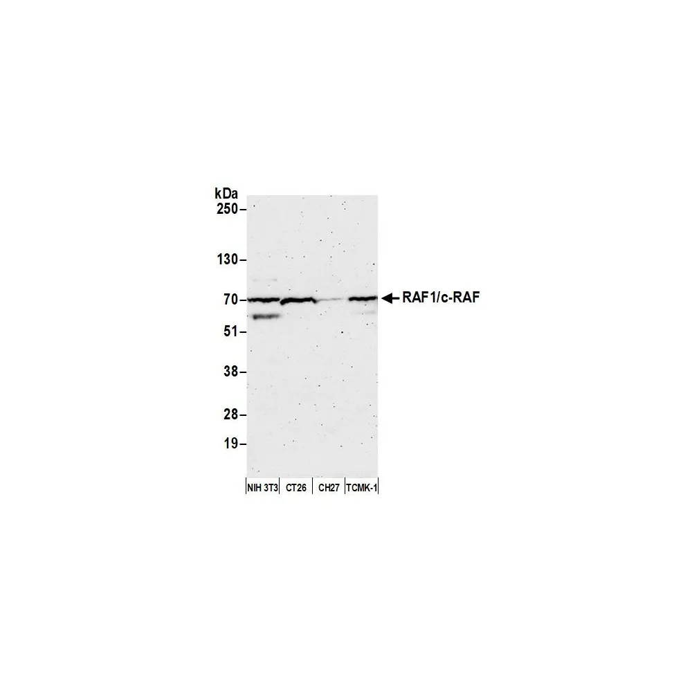 Rabbit anti-RAF1/c-Raf Antibody, Affinity Purified