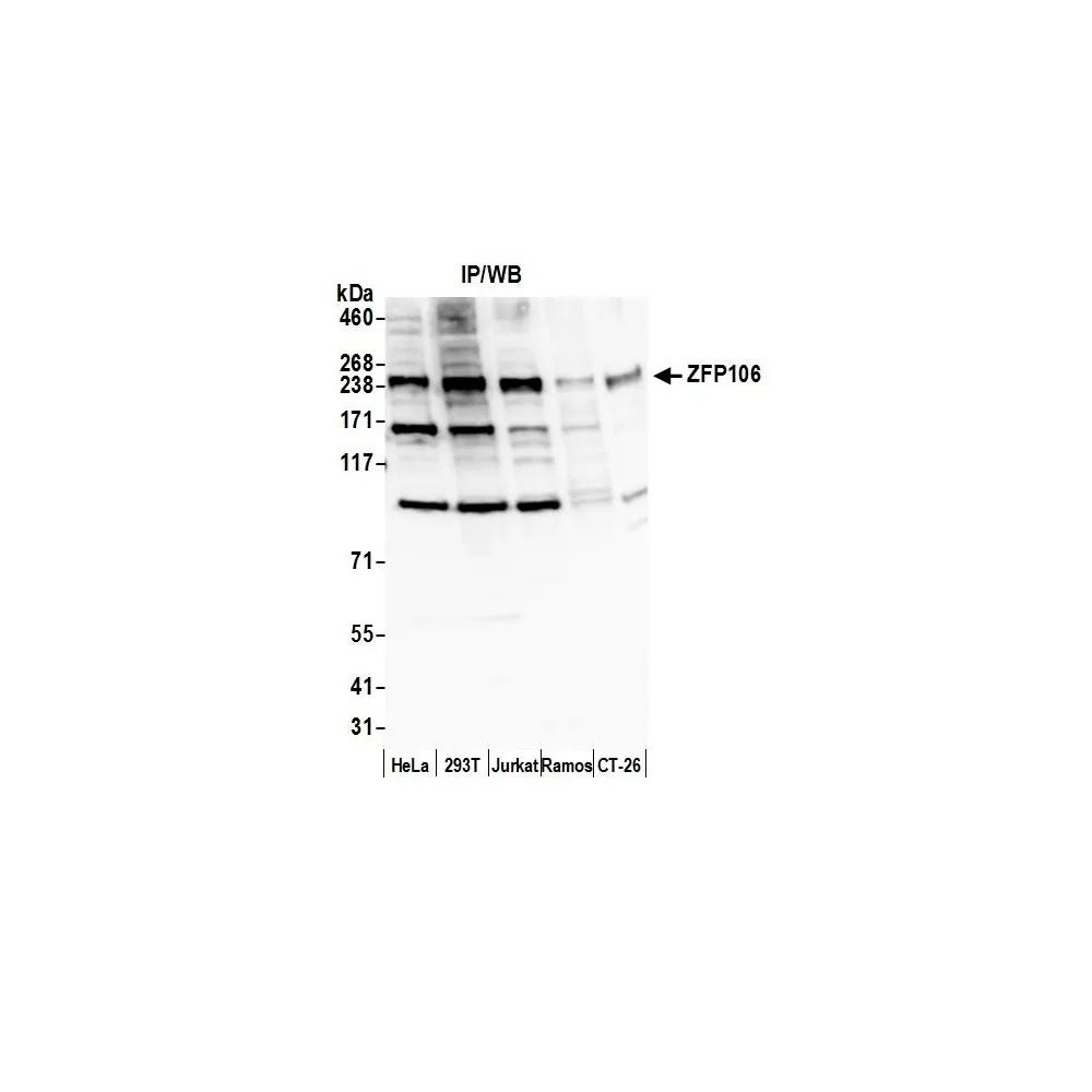 Rabbit anti-ZFP106 Antibody, Affinity Purified