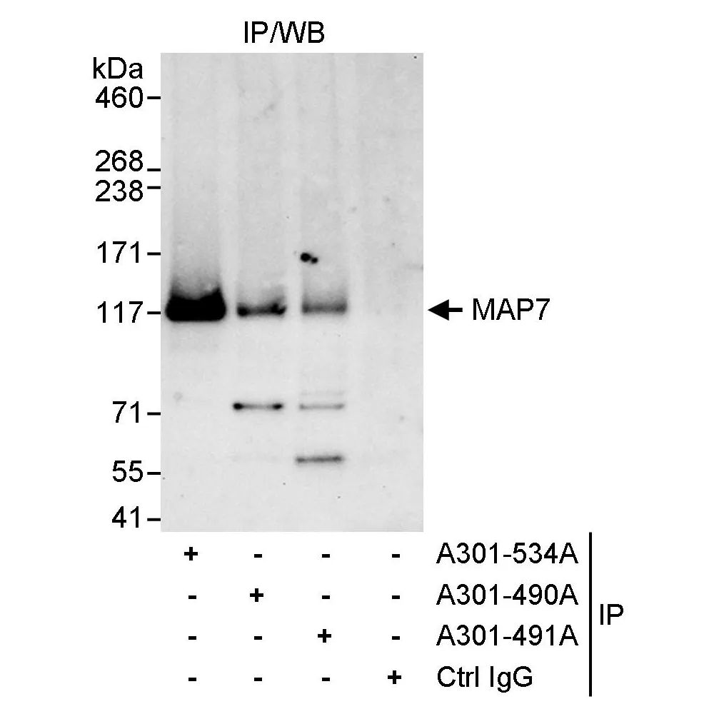 Rabbit anti-MAP7 Antibody, Affinity Purified