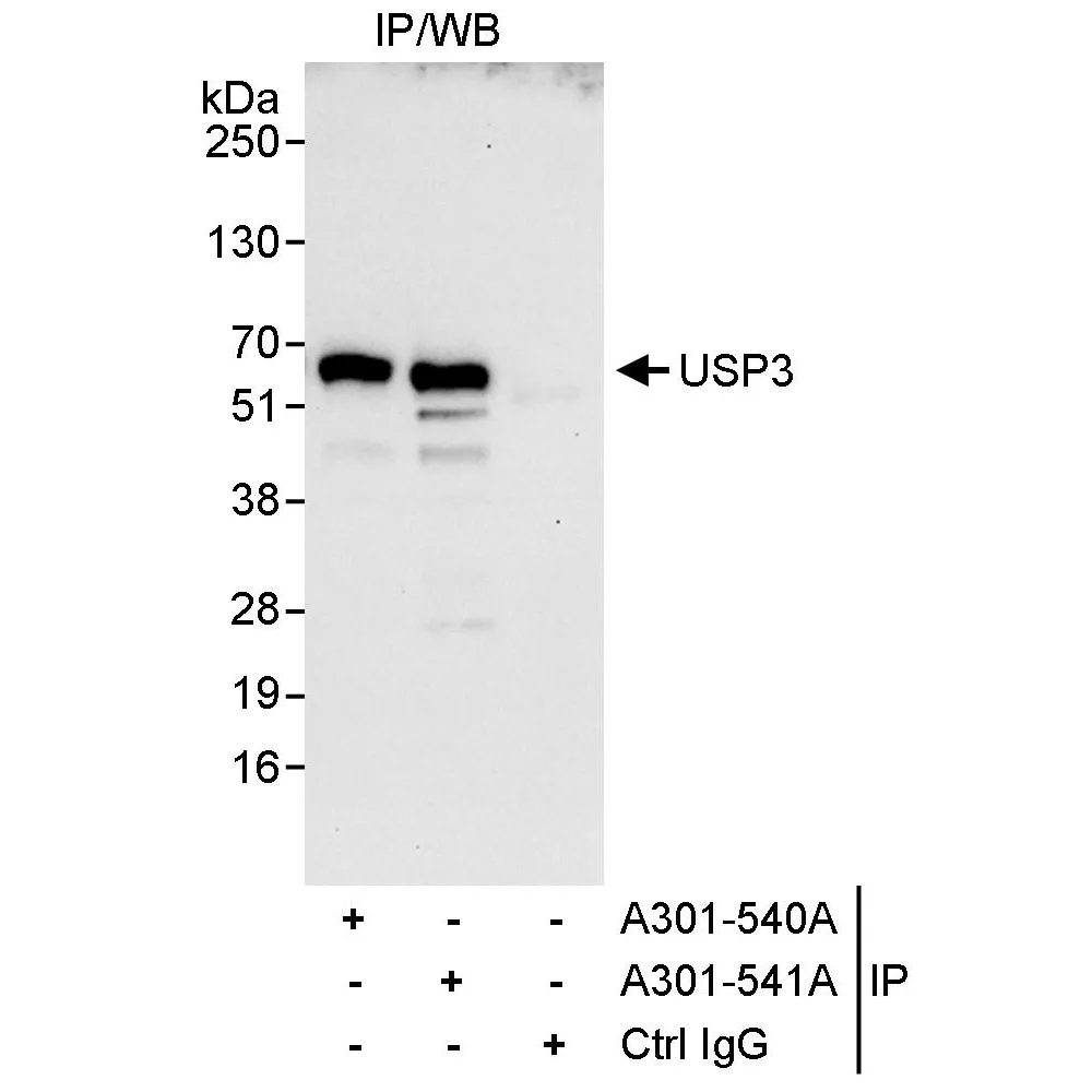 Rabbit anti-USP3 Antibody, Affinity Purified