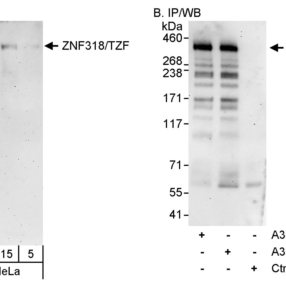 Rabbit anti-ZNF318/TZF Antibody, Affinity Purified