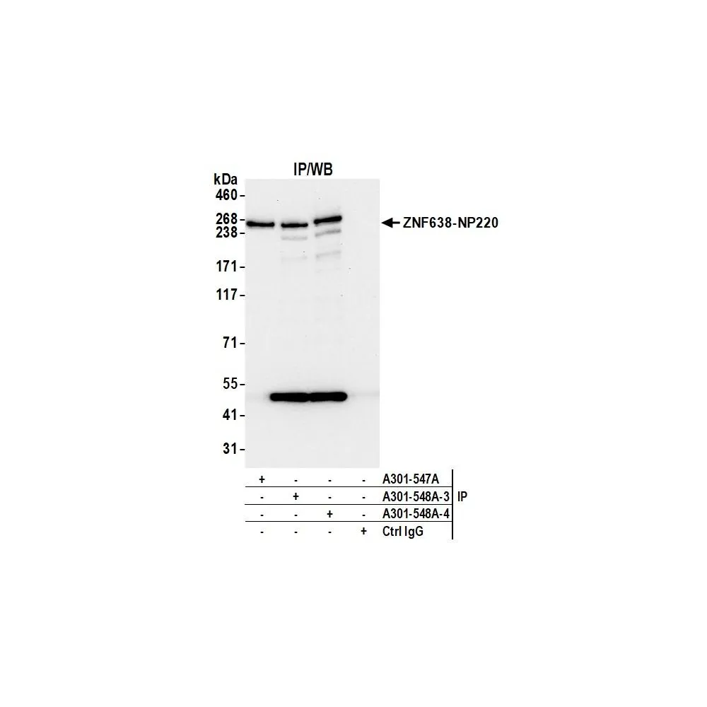 Rabbit anti-ZNF638/NP220 Antibody, Affinity Purified